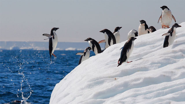 Антарктида пингвинлари қирилиб кетди