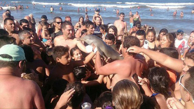 Одамларнинг фаросатсизлиги деб Аргентинада дельфин боласи нобуд бўлди