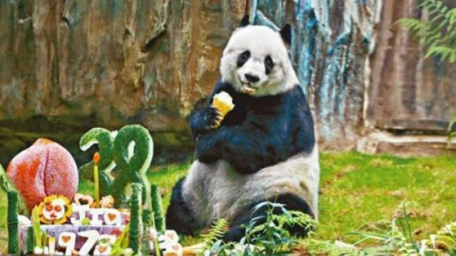 Гонконгда дунёдаги энг кекса панда вафот этди