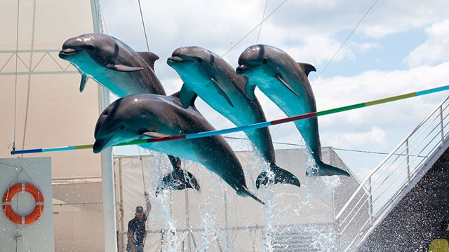 Тошкентда дельфинлар иштирокида шоу-дастур ўтказиладиган дельфинарий очилади