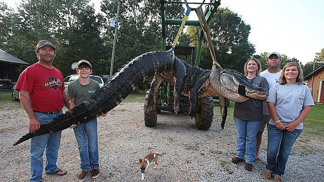 Узунлиги деярли 5 метрга тенг аллигатор отиб ўлдирилди