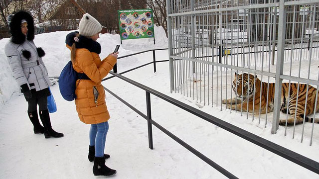 Барнаулдаги ҳайвонот боғида йўлбарс 14 ёшли қизга ташланди