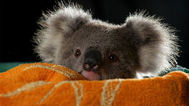 Австралияда коала боласи онасининг халтасидан чиқаётгани тасвирланган видео интернетда хит бўлди