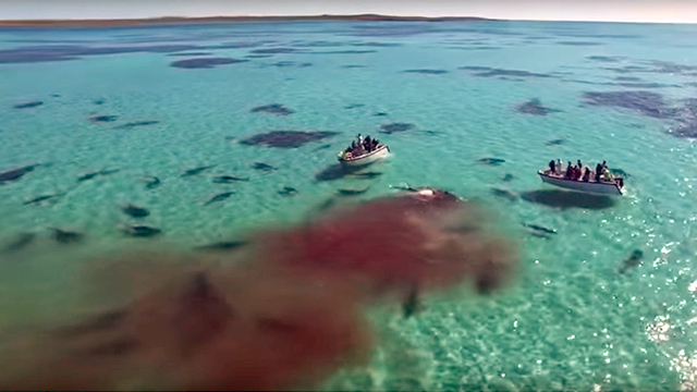 Австралияда 70 та акуланинг битта китга ташлангани видеоси пайдо бўлди 