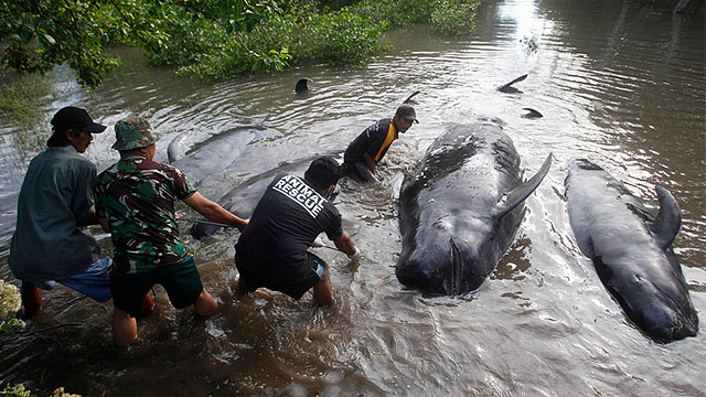 Индонезияда сув сатҳининг кўтарилиши оқибатида китлар нобуд бўлмоқда