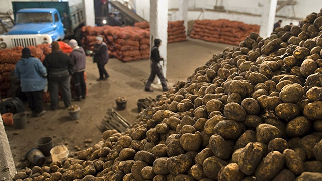 Россия Ўзбекистонга картошка экспорт қилади