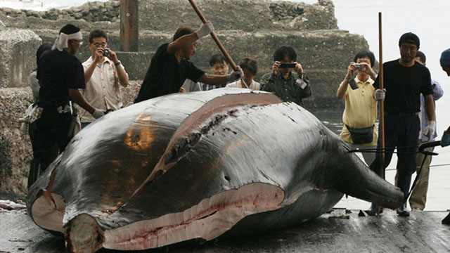 Нима, японларнинг куни кит гўштига қолдими?
