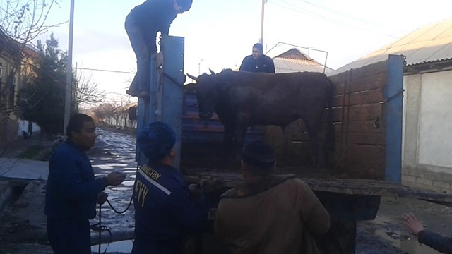 Ғунажин кўзини сузмаса... Андижонда “дайди буқа” ушланди